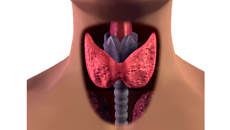 Thyroid Gland